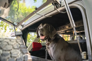 DV8 Offroad Pet Barrier for 21+ Ford Bronco | MPBR-10